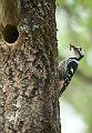 Hvitryggspett - White-backed Woodpecker (Drendrocopos leucotos)male
